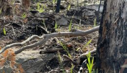 regrowth after HR burn