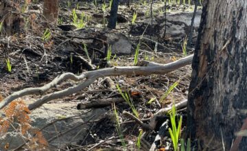 regrowth after HR burn