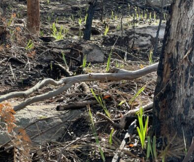 regrowth after HR burn