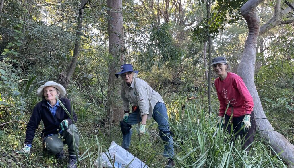 Bushcarers wolli bluff