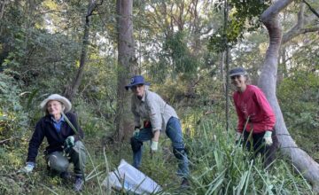 Bushcarers wolli bluff