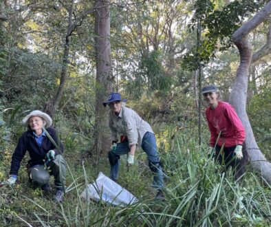 Bushcarers wolli bluff