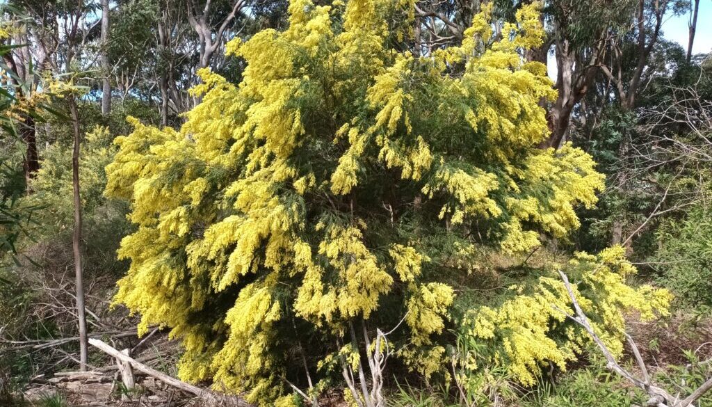 Acacia fimbriata Johston St