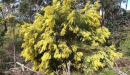 Acacia fimbriata Johston St