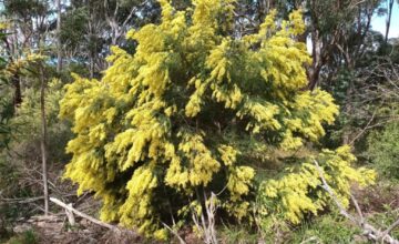 Acacia fimbriata Johston St