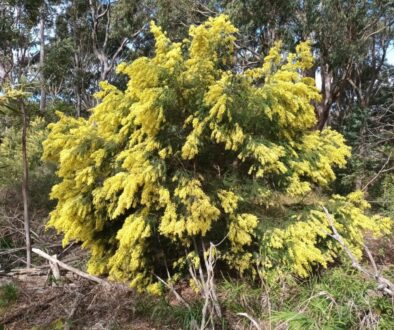 Acacia fimbriata Johston St